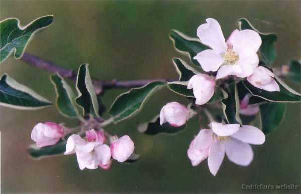 appleblossom